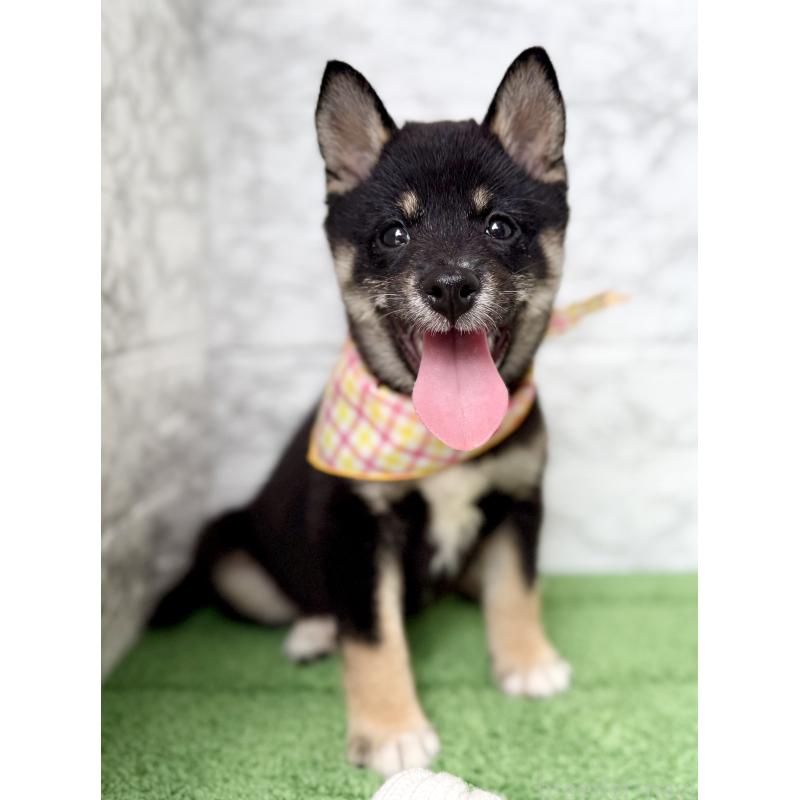 販売中の埼玉県の豆柴-413261の6枚目