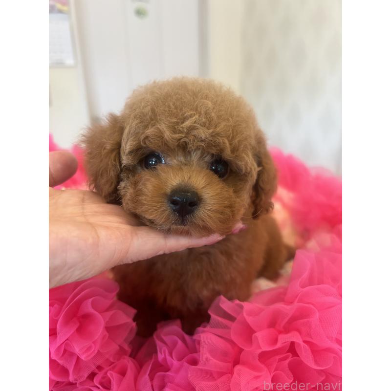 成約済の群馬県のタイニープードル-413457の10枚目