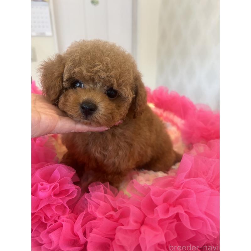 成約済の群馬県のタイニープードル-413457の9枚目