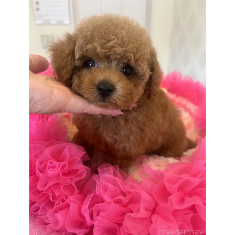 成約済の群馬県のタイニープードル-413457の8枚目