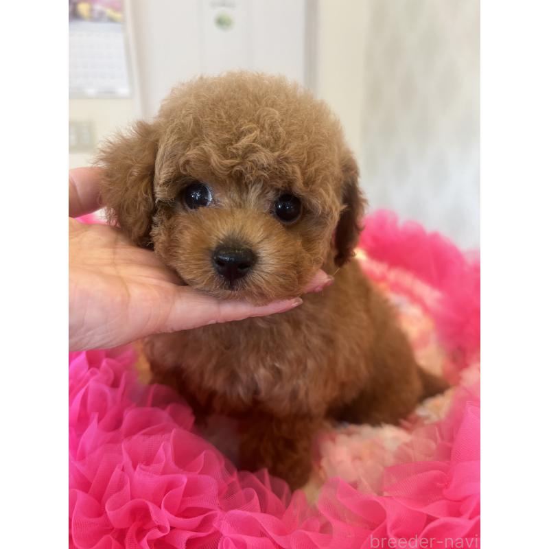 成約済の群馬県のタイニープードル-413457の7枚目