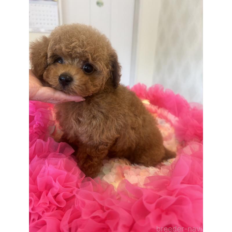 成約済の群馬県のタイニープードル-413457の6枚目