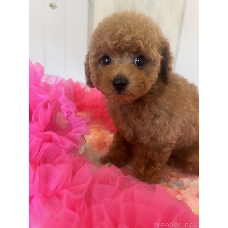 成約済の群馬県のタイニープードル-413457の5枚目