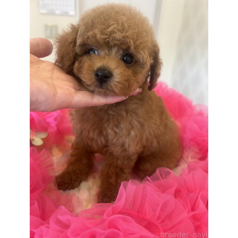 成約済の群馬県のタイニープードル-413457の2枚目