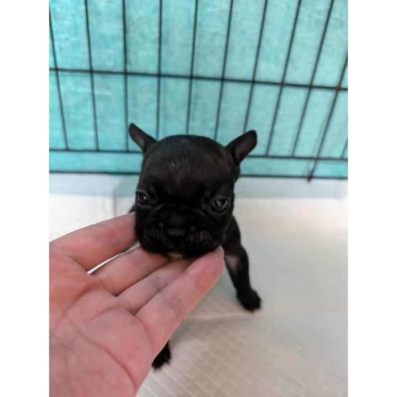 販売中の神奈川県のフレンチブルドッグ-414262の1枚目