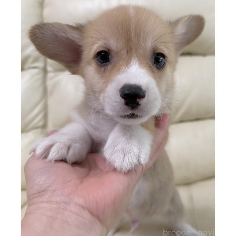 販売中の宮崎県のウェルシュコーギーペンブローク-414263の3枚目