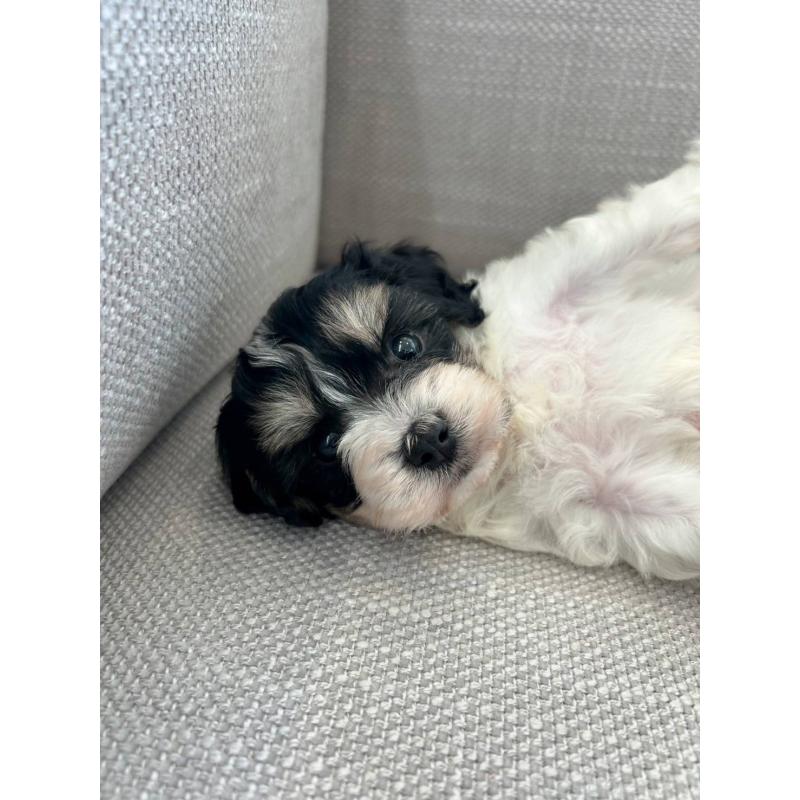 販売中の北海道のミックス犬-414274の2枚目