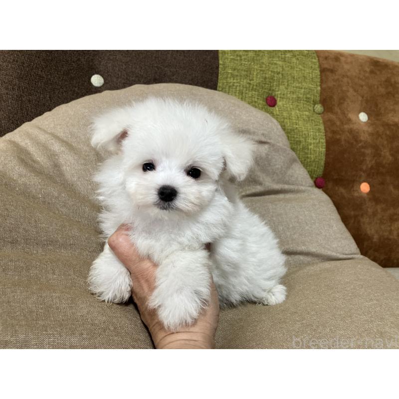 販売中の福岡県のポメマル:ポメラニアン×マルチーズ-414276の1枚目