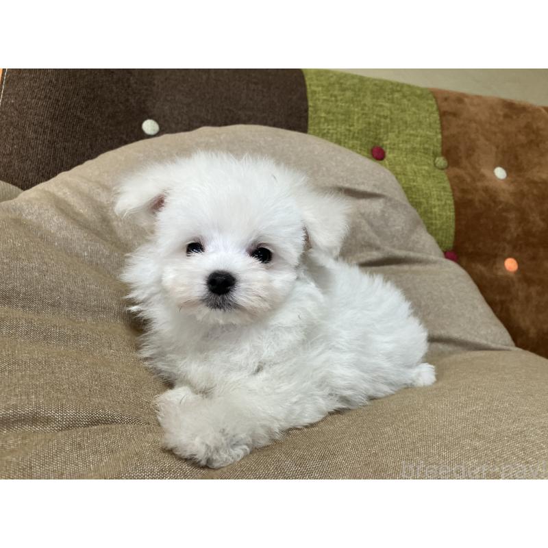 販売中の福岡県のポメマル:ポメラニアン×マルチーズ-414276の10枚目