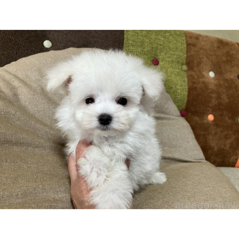 販売中の福岡県のポメマル:ポメラニアン×マルチーズ-414276の9枚目