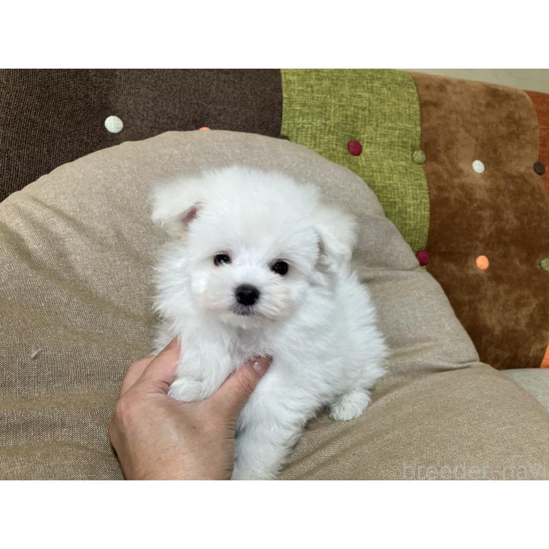 販売中の福岡県のポメマル:ポメラニアン×マルチーズ-414276の4枚目