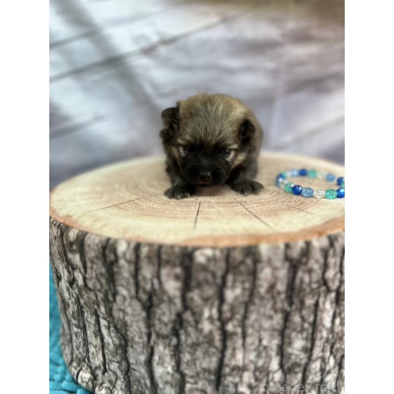 販売中の北海道のポメラニアン-414278の6枚目