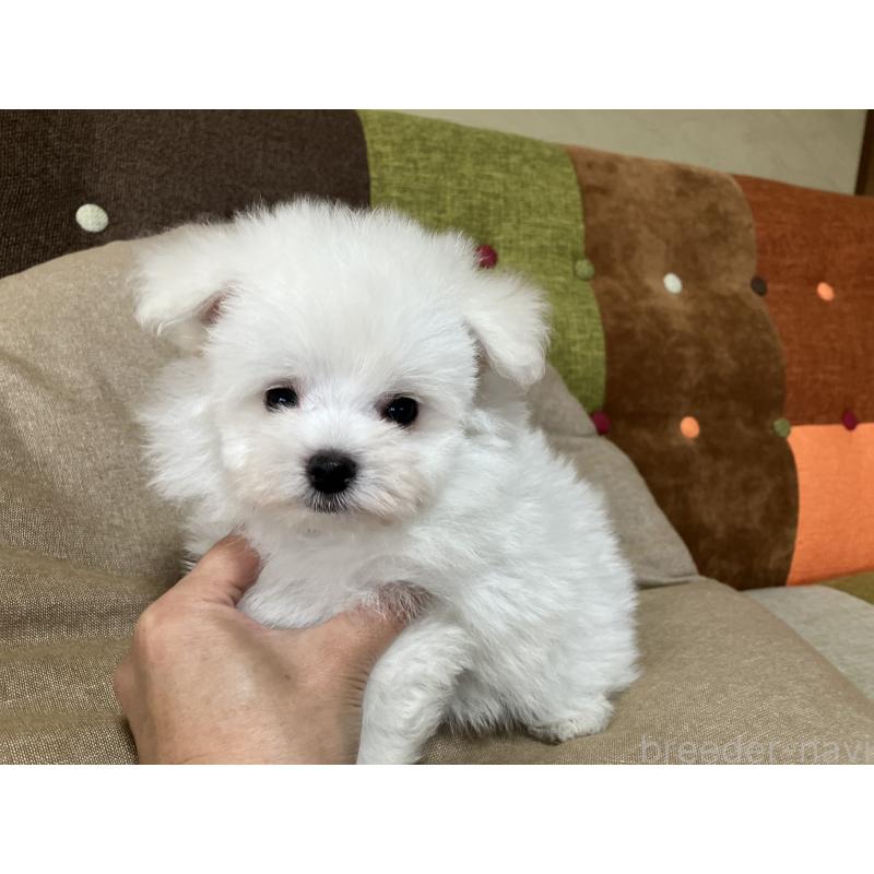 販売中の福岡県のポメマル:ポメラニアン×マルチーズ-414276の3枚目