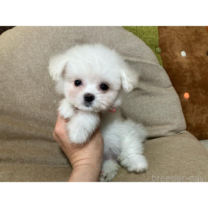 販売中の福岡県のポメマル:ポメラニアン×マルチーズ-414281の11枚目