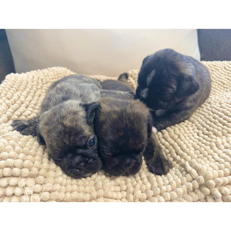 販売中の東京都のミックス犬-414294の2枚目