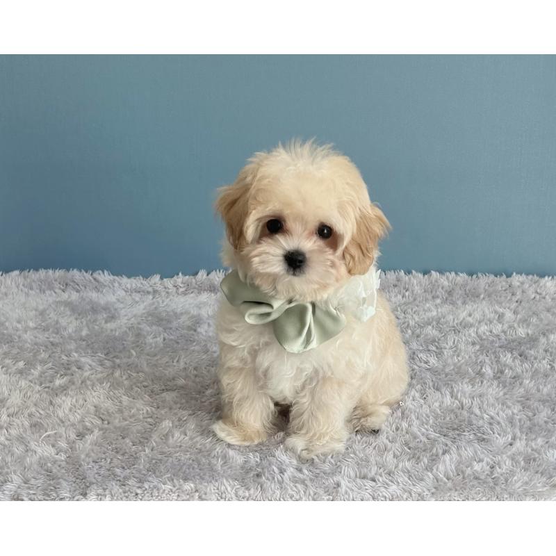 成約済の福岡県のマルプー:マルチーズ×トイプードル-407550の1枚目