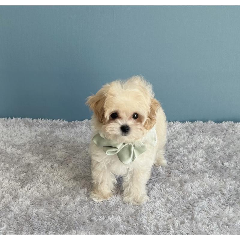 成約済の福岡県のマルプー:マルチーズ×トイプードル-407550の4枚目