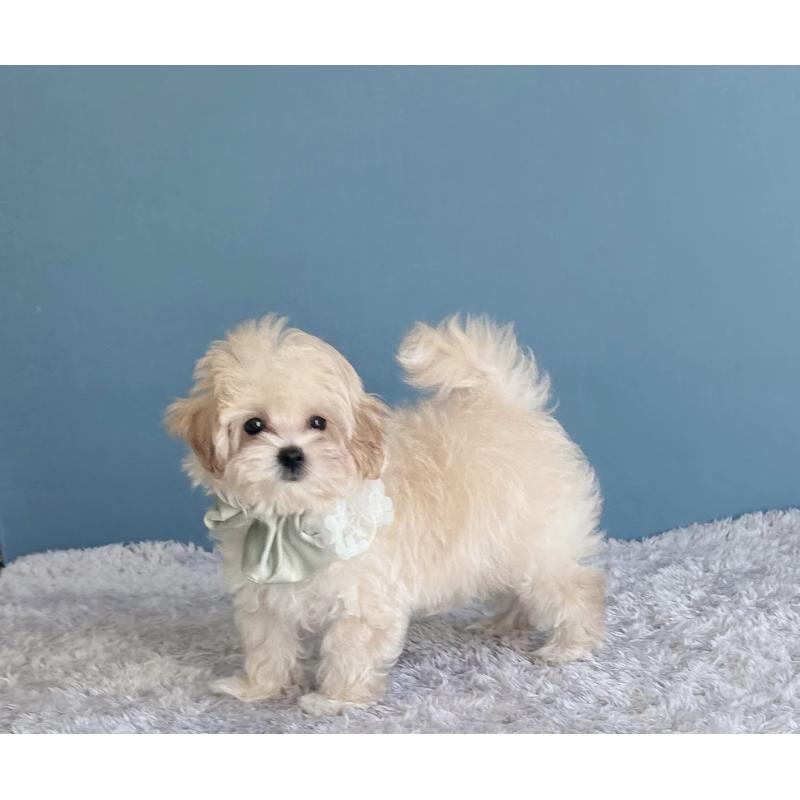 成約済の福岡県のマルプー:マルチーズ×トイプードル-407550の3枚目