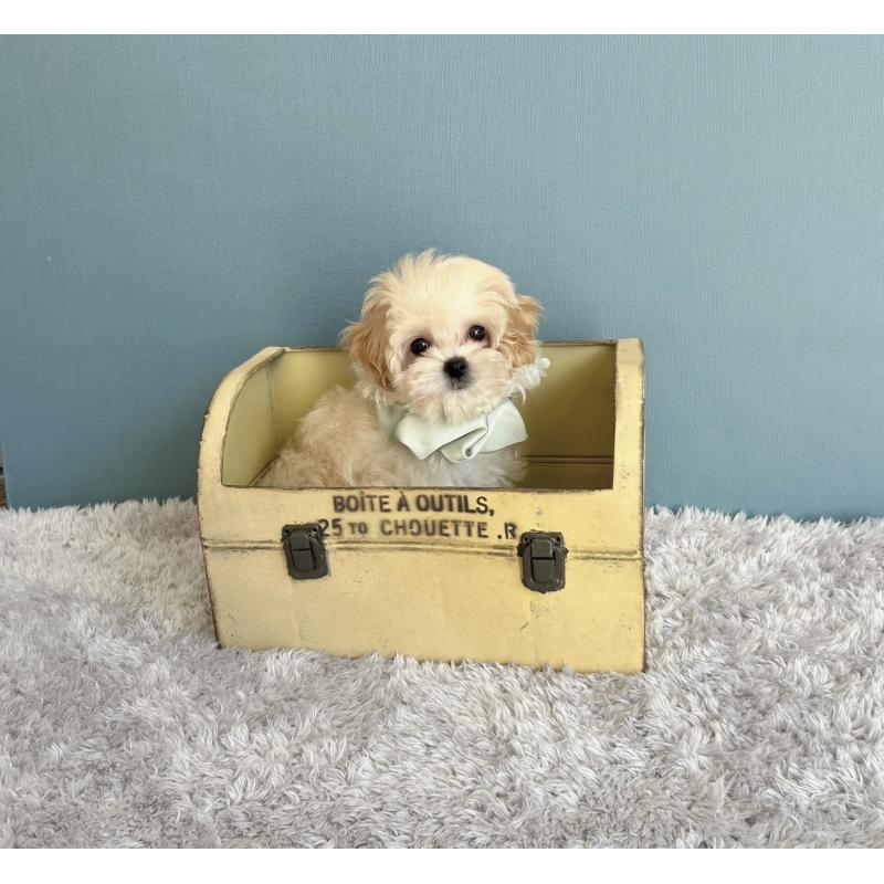 成約済の福岡県のマルプー:マルチーズ×トイプードル-407550の2枚目