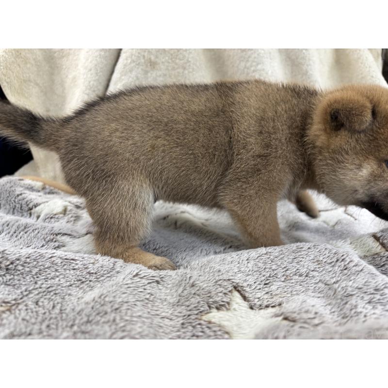 販売中の大分県の豆柴-414405の4枚目
