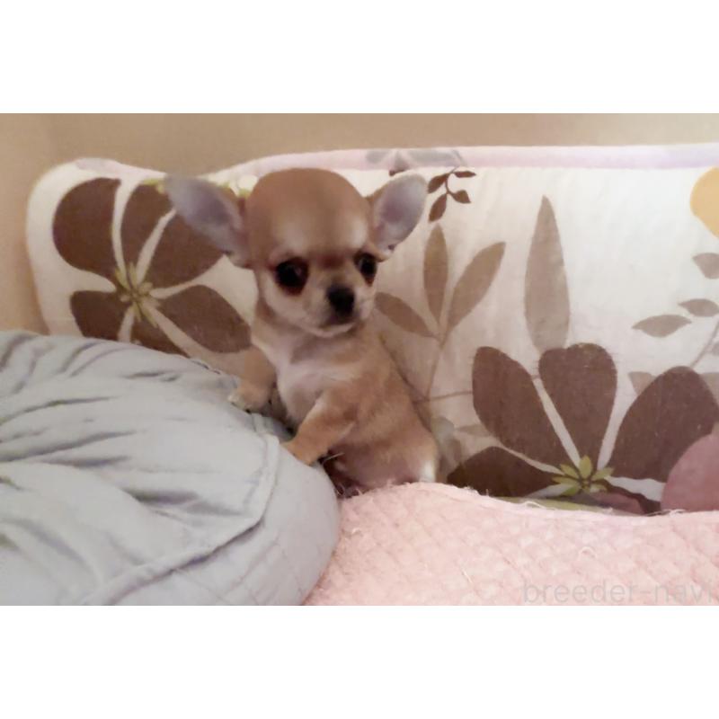 成約済の香川県のチワワ(スムースコート)-411405の4枚目