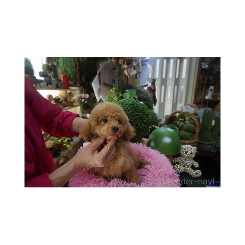 成約済の京都府のマルプー:マルチーズ×トイプードル-402678の2枚目