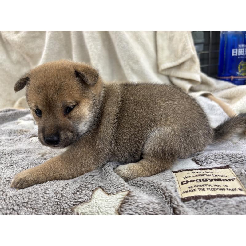 販売中の大分県の豆柴-414407の3枚目