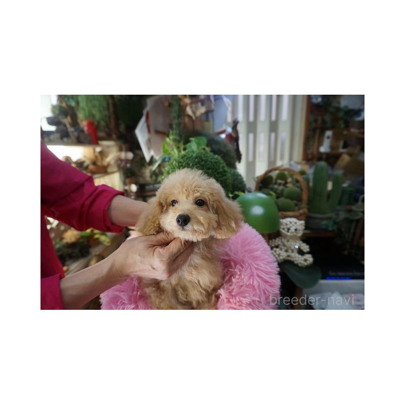 成約済の京都府のマルプー:マルチーズ×トイプードル-402672の2枚目