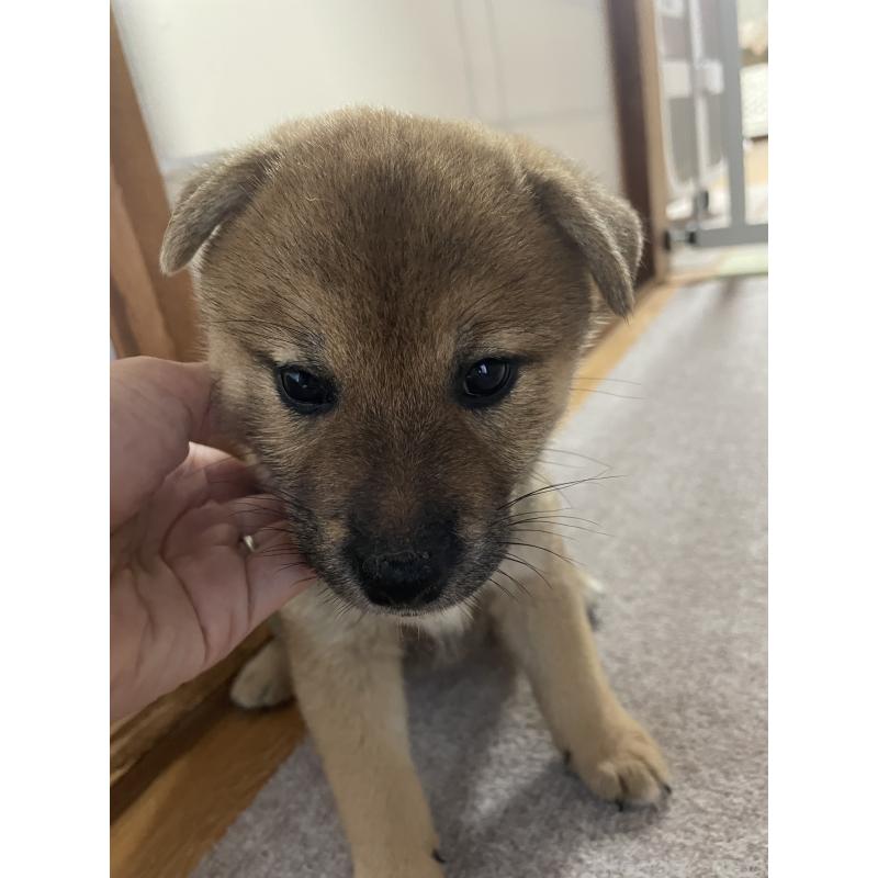 販売中の茨城県の柴犬-409207の12枚目