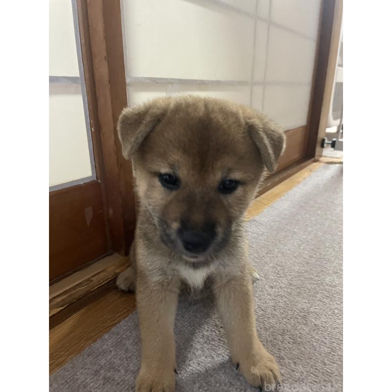 販売中の茨城県の柴犬-409207の11枚目