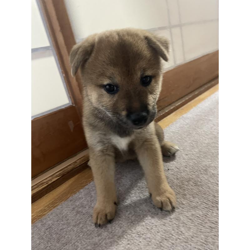 販売中の茨城県の柴犬-409207の10枚目
