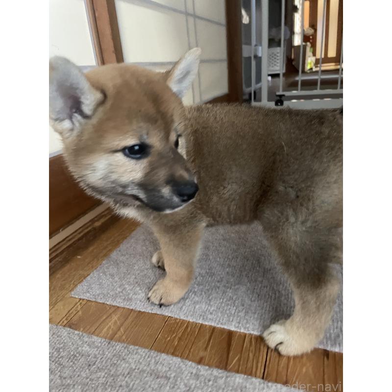 販売中の茨城県の柴犬-409215の12枚目