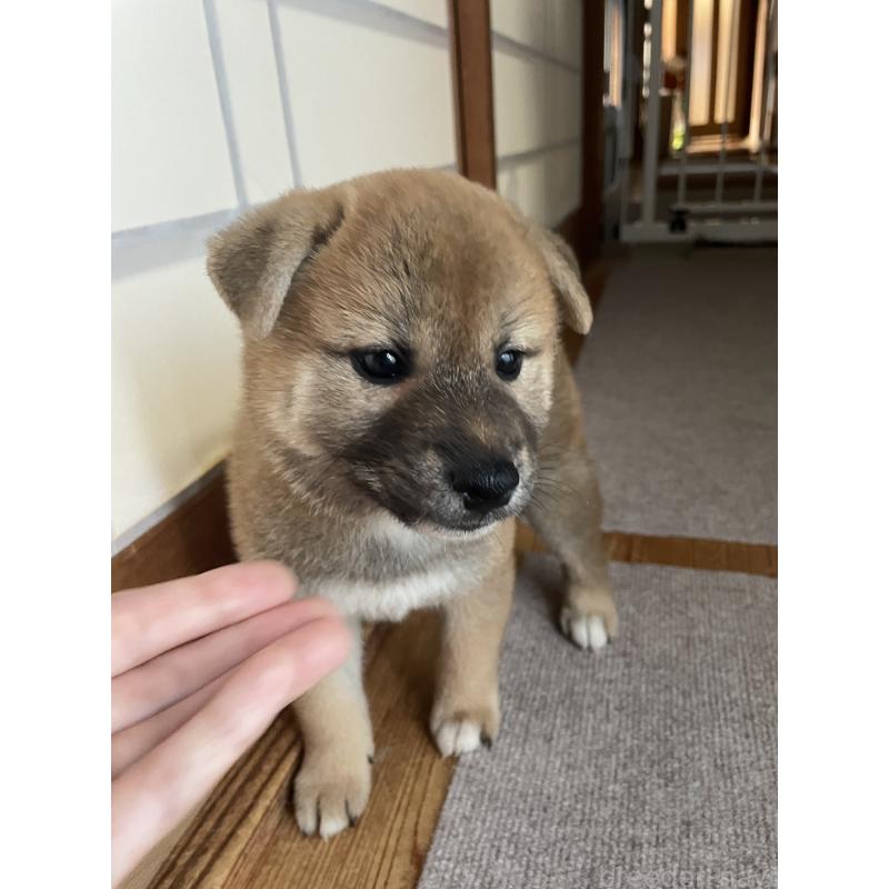 販売中の茨城県の柴犬-409218の14枚目