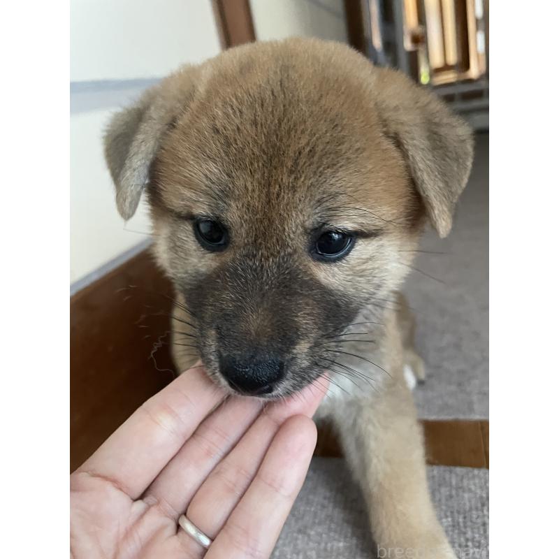 販売中の茨城県の柴犬-409218の13枚目
