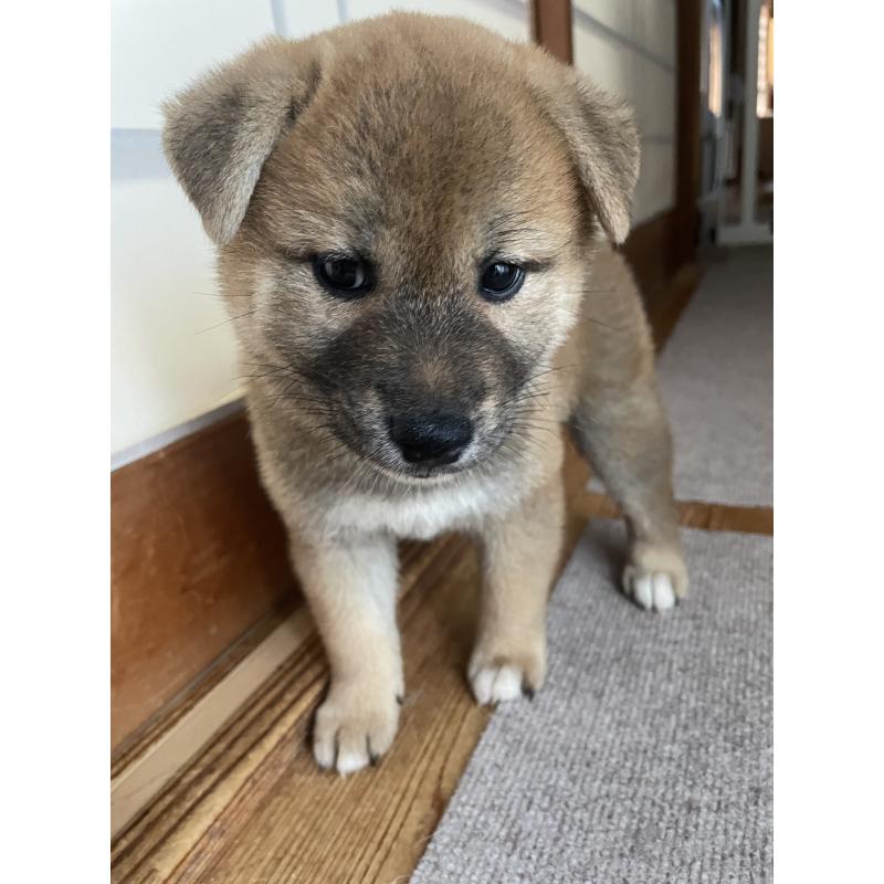 販売中の茨城県の柴犬-409218の12枚目