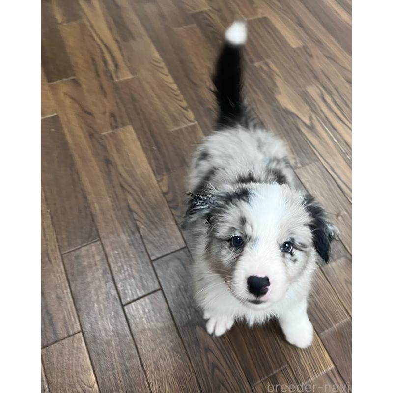 成約済の東京都のボーダーコリー-413148の8枚目