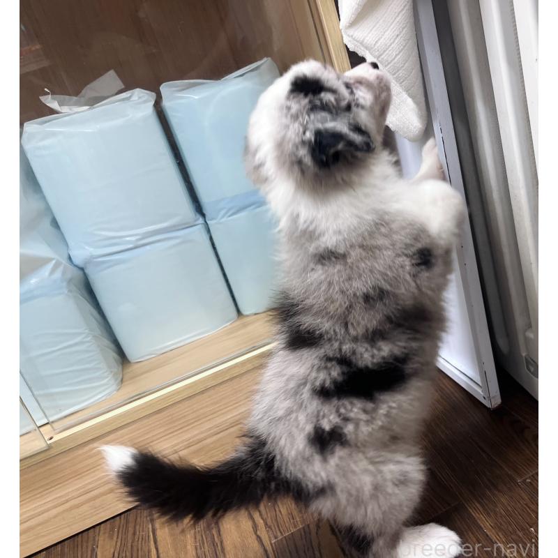 成約済の東京都のボーダーコリー-413148の6枚目