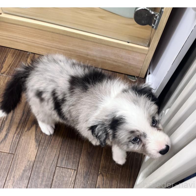 成約済の東京都のボーダーコリー-413148の5枚目