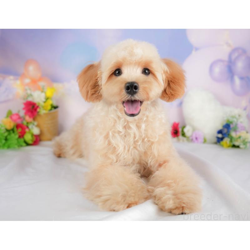 販売中の群馬県のミックス犬-383471