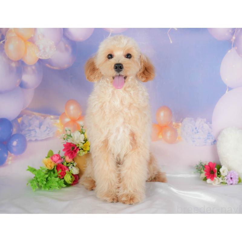 販売中の群馬県のミックス犬-383471の3枚目