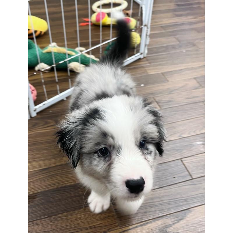 成約済の東京都のボーダーコリー-413148の4枚目