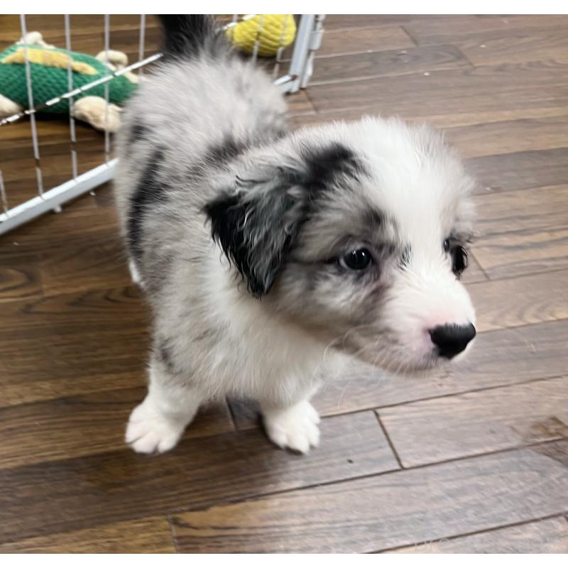 成約済の東京都のボーダーコリー-413148の3枚目