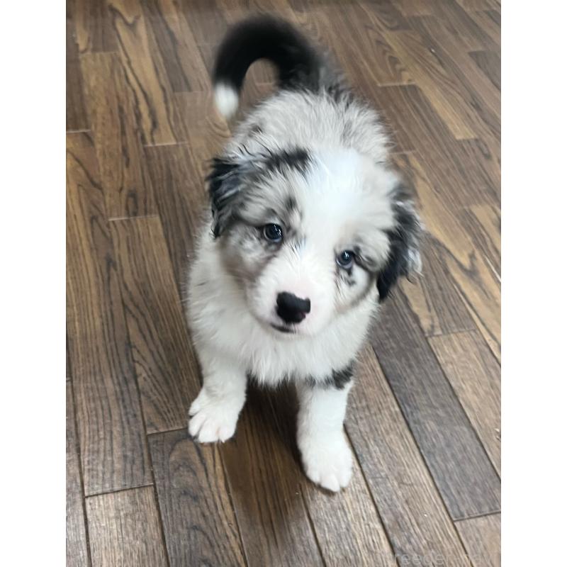 成約済の東京都のボーダーコリー-413148の2枚目