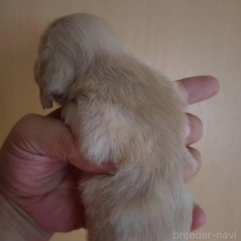 販売中の岡山県のカニンヘンダックスフンド(ロングヘアード)-414322の3枚目