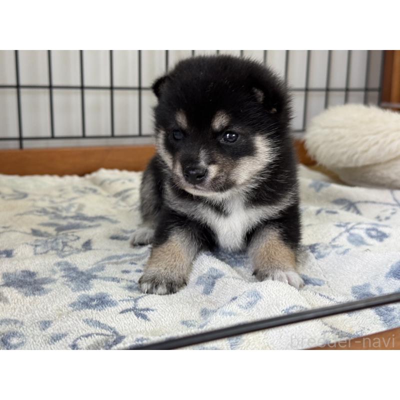 販売中の岡山県の豆柴-414324の4枚目