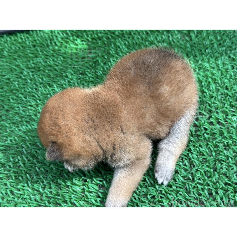 販売中の岡山県の豆柴-414326の3枚目