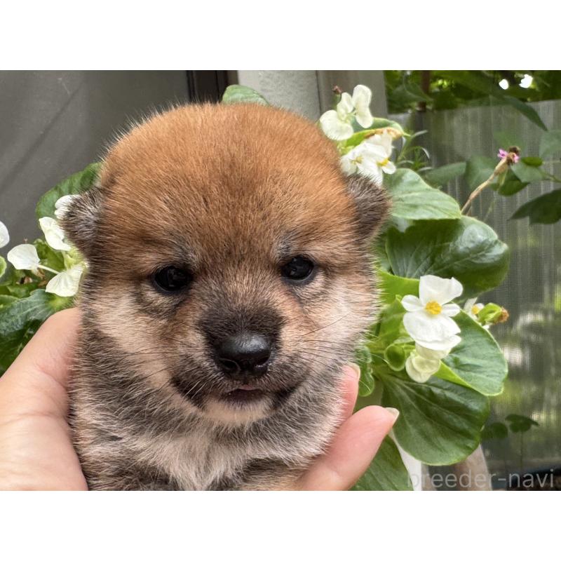 販売中の岡山県の豆柴-414326の2枚目