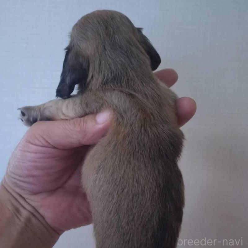 販売中の岡山県のカニンヘンダックスフンド(ロングヘアード)-414329の3枚目