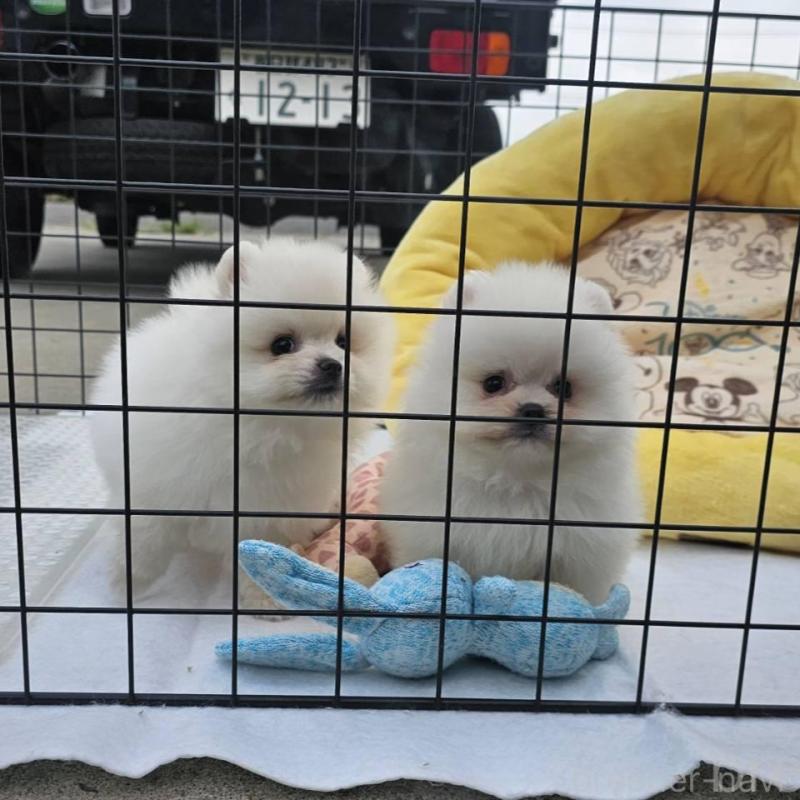 販売中の埼玉県のポメラニアン-414350の15枚目
