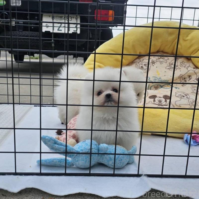 販売中の埼玉県のポメラニアン-414350の13枚目